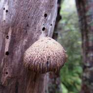 Image de Polyporus hypomelanus Berk. ex Cooke 1886