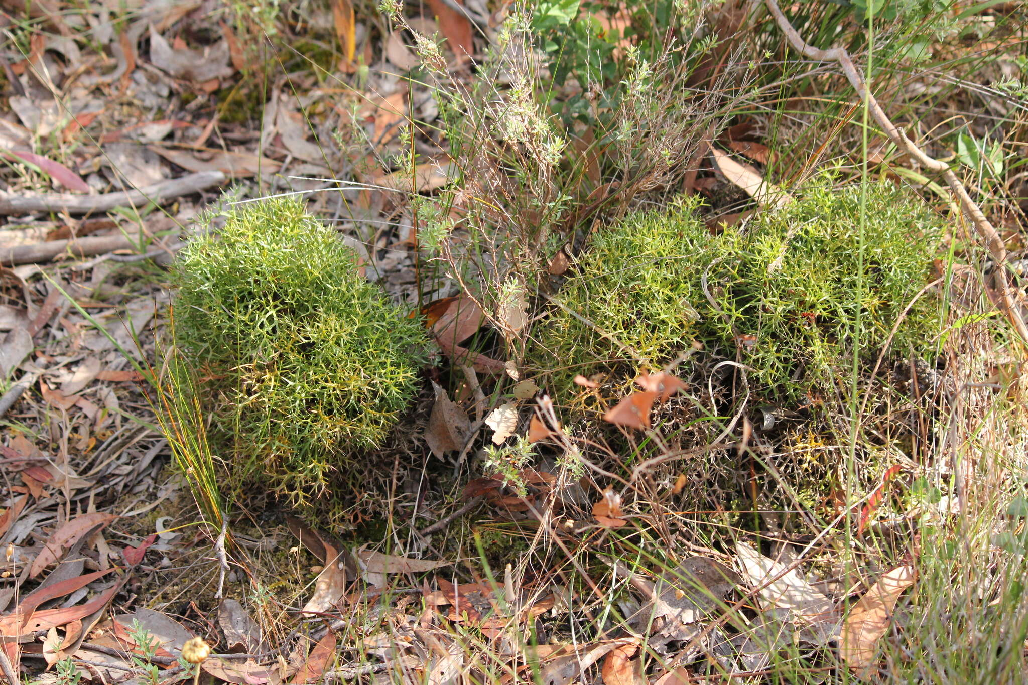 Imagem de Isopogon ceratophyllus R. Br.