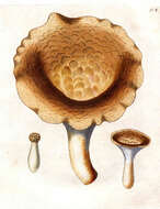 Image of Polyporus tuberaster (Jacq. ex Pers.) Fr. 1821