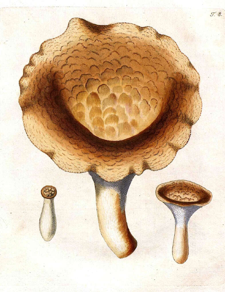 Image of Polyporus tuberaster (Jacq. ex Pers.) Fr. 1821