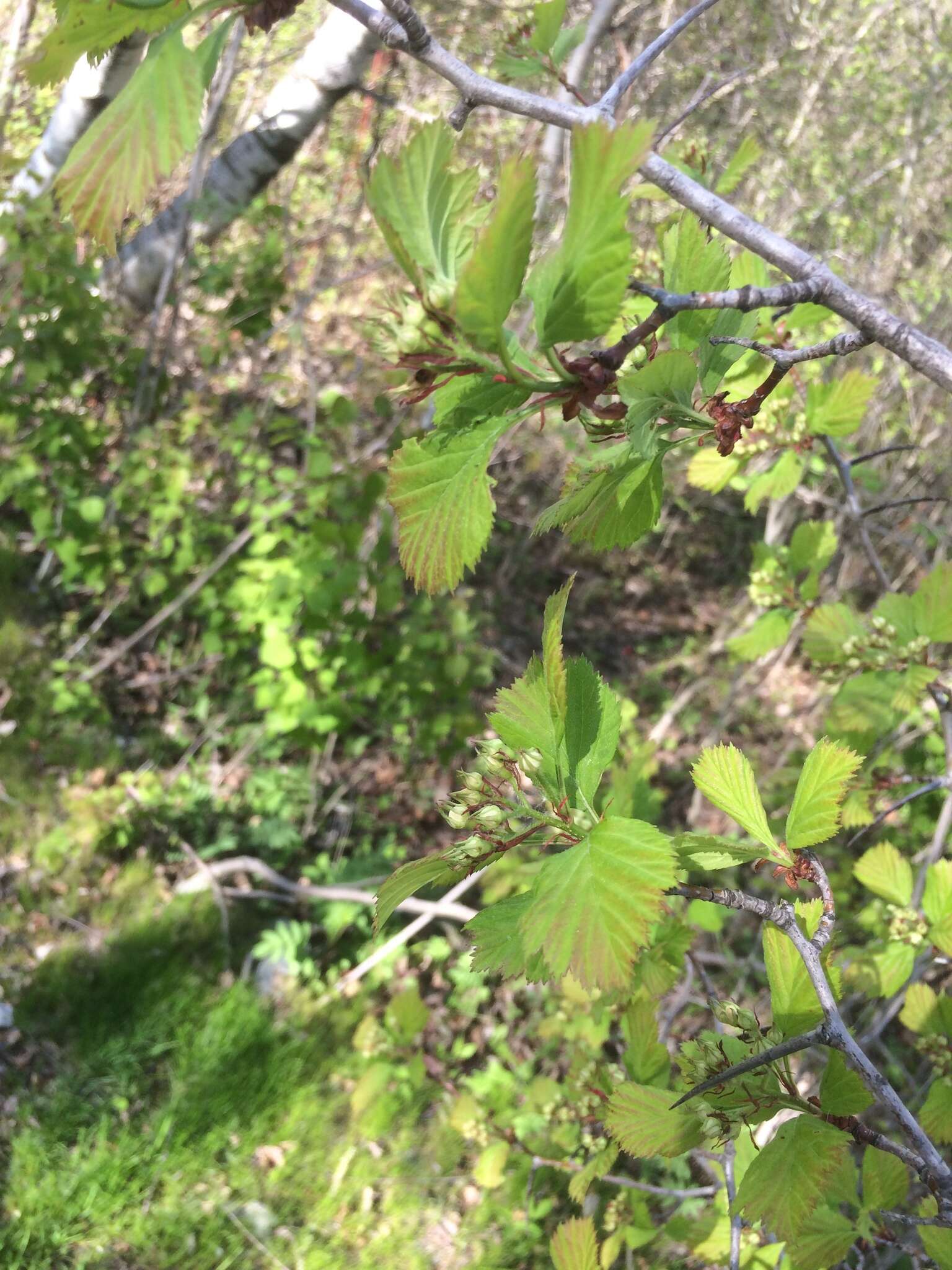 Image of fleshy hawthorn