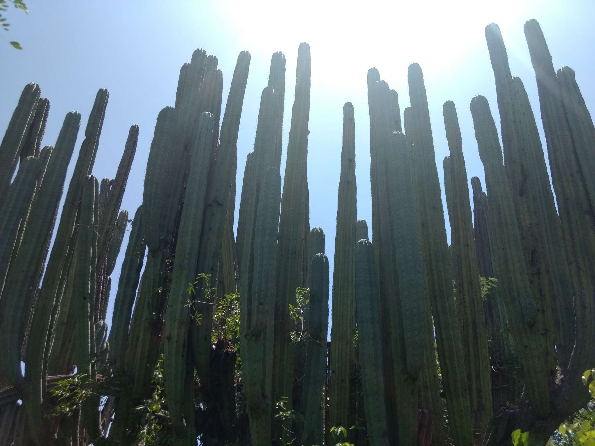 Image of Pachycereus weberi (J. M. Coult.) Backeb.