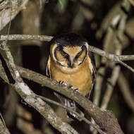 Image of Buff-fronted Owl