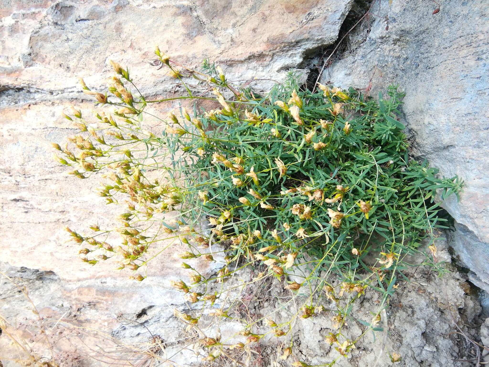 Image of Heath-leaved St. John's wort