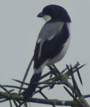 Image of true shrikes