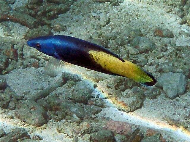 Image of Bicolor Cleaner Wrasse