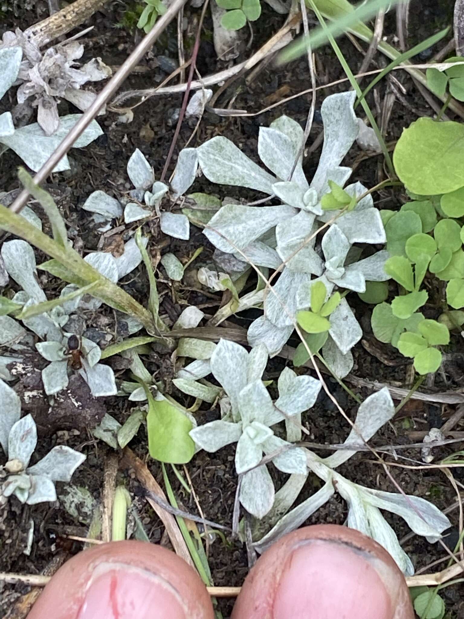 Imagem de Antennaria rosea subsp. confinis (Greene) R. J. Bayer