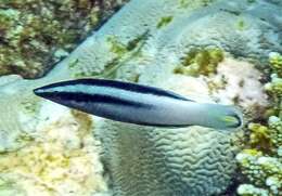 Image of Bicolor Cleaner Wrasse