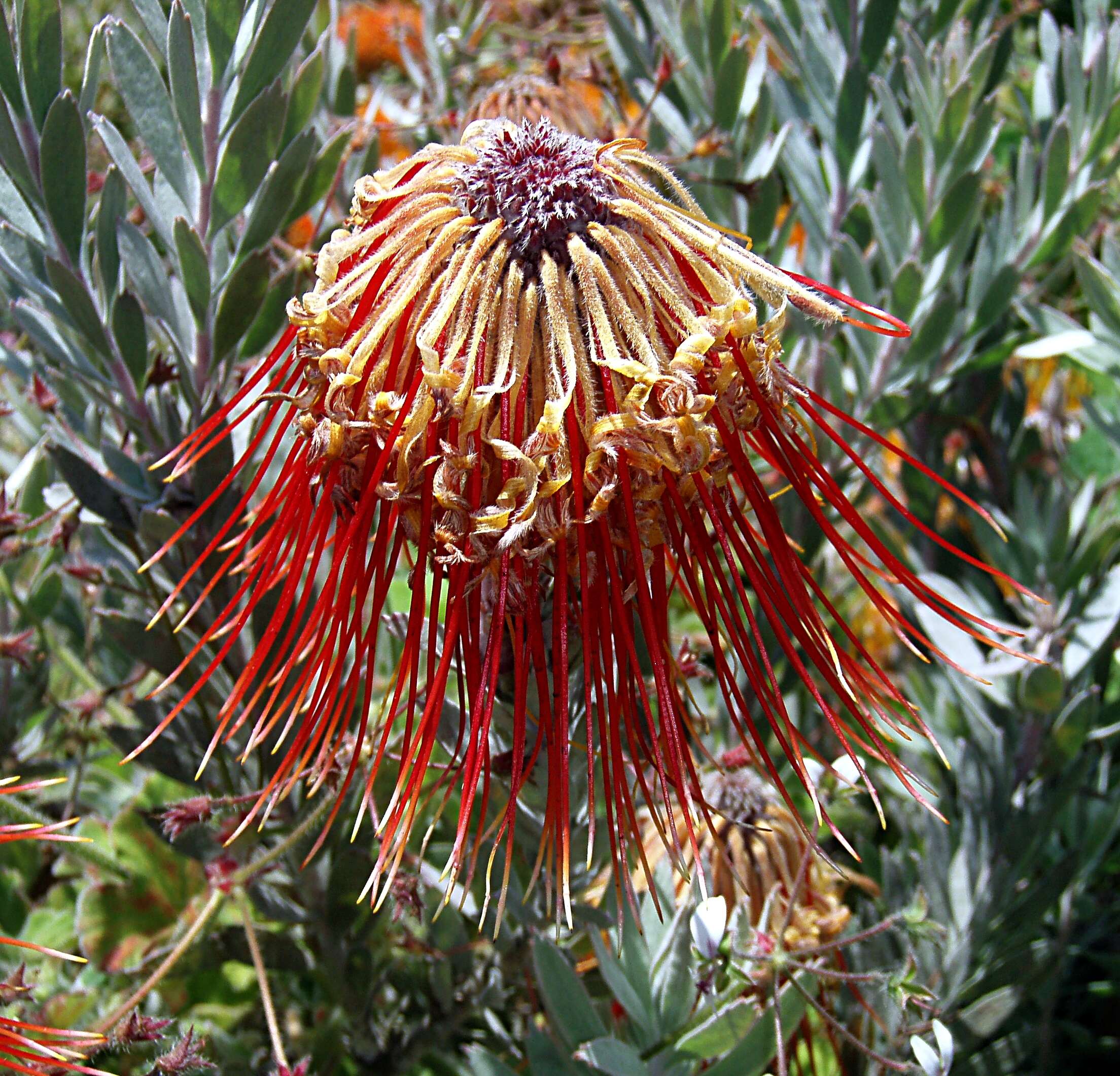 Sivun Leucospermum reflexum Buek ex Meissn. kuva