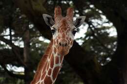 Image of Giraffe