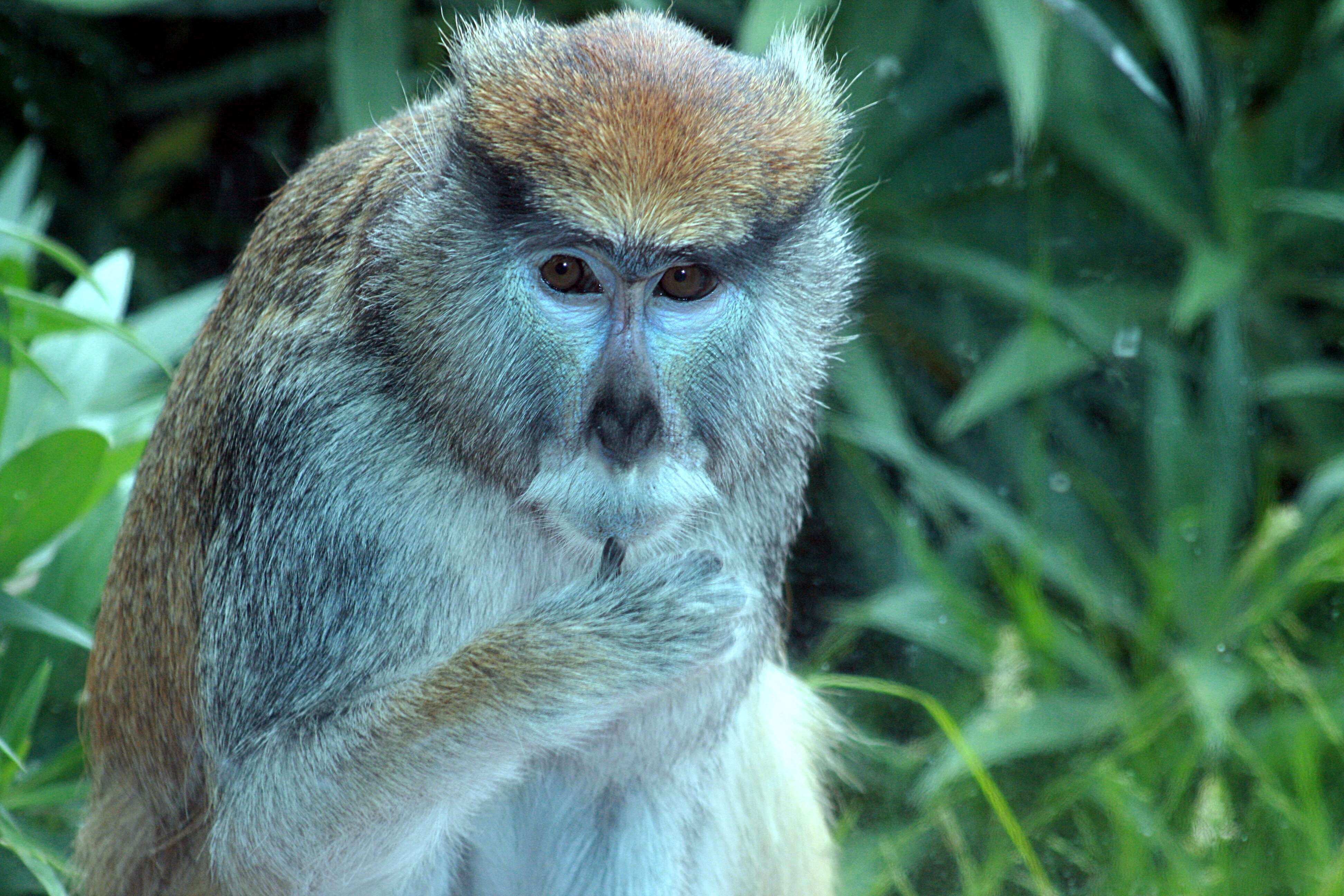 Image of Patas Monkey