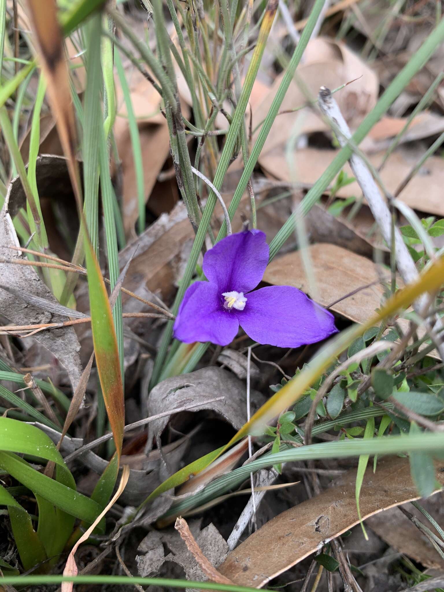 Image of Patersonia fragilis (Labill.) Asch. & Graebn.