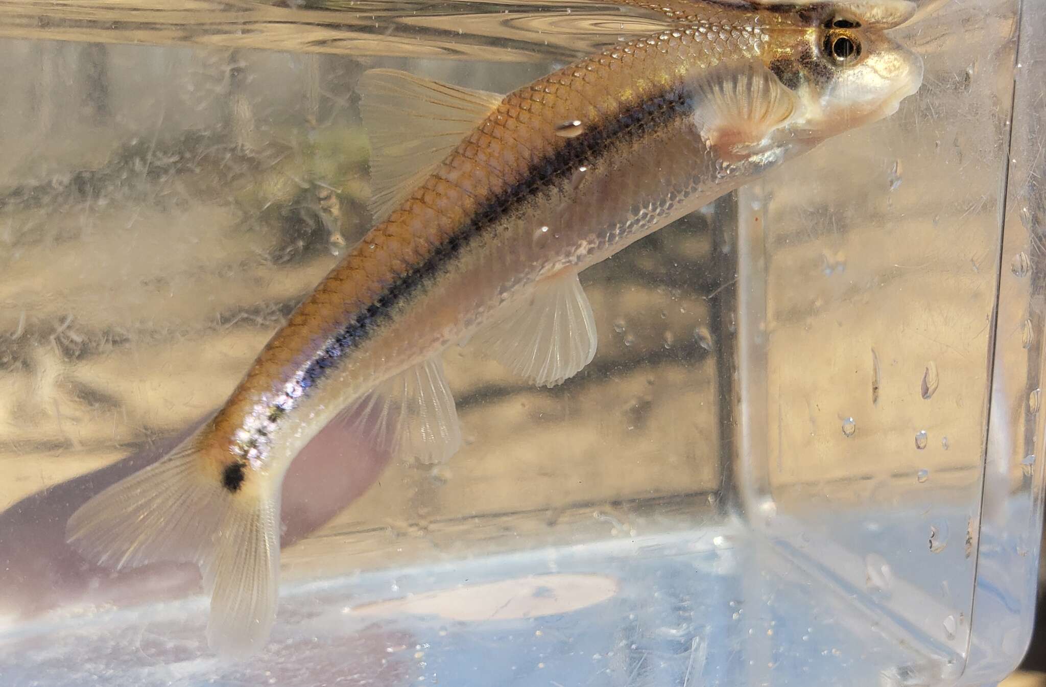 Image of Suckermouth Minnow