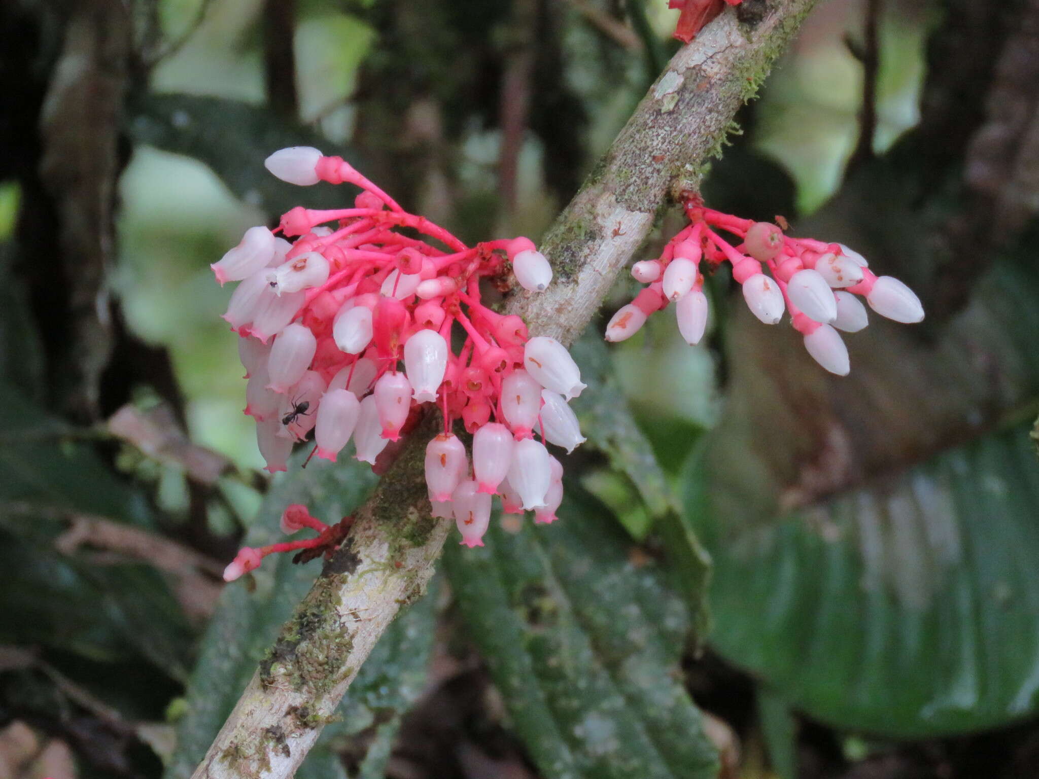 Слика од Thibaudia costaricensis Hørold