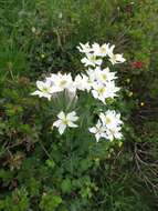 Imagem de Anemonastrum narcissiflorum (L.) Holub