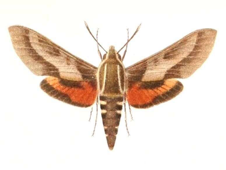 Image of Hyles calida (Butler 1881)