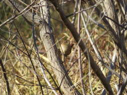 Image of Eastern Winter Wren