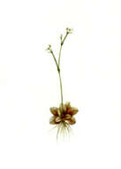 Image of Stylidium uliginosum Sw. ex Willd.