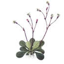 Stylidium rotundifolium R. Br. resmi