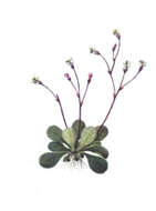 Stylidium rotundifolium R. Br. resmi