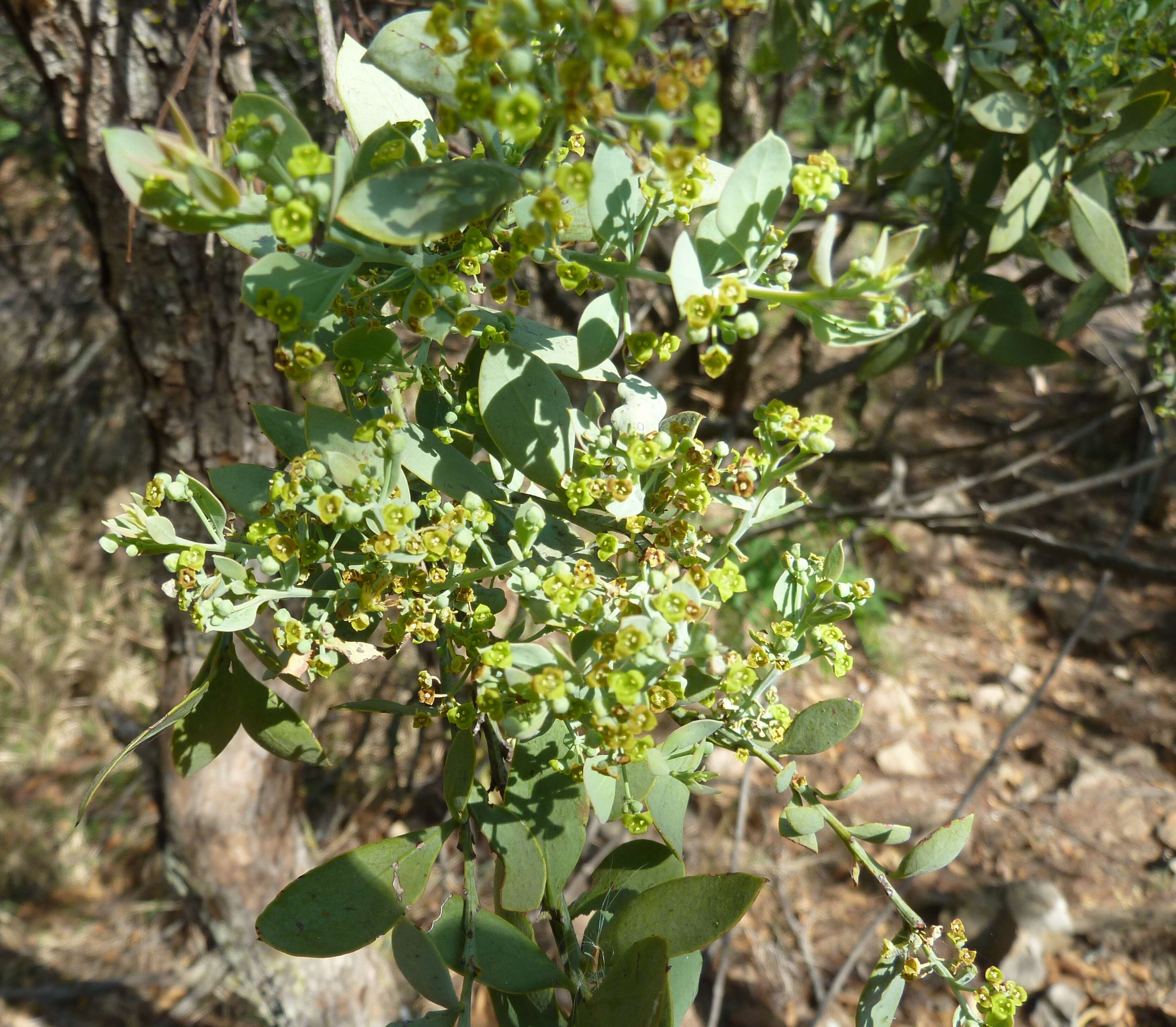 Image of Bark bush