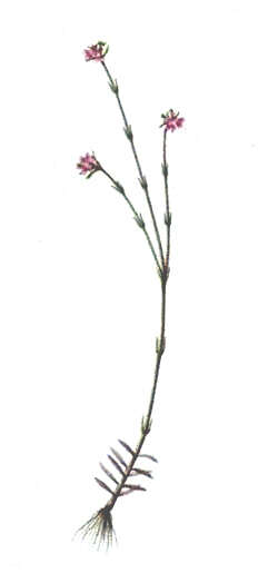 Sivun Stylidium kuva