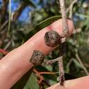 Image of Eucalyptus lateritica M. I. H. Brooker & S. D. Hopper