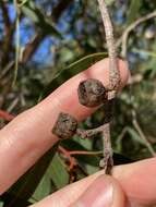 Image of Eucalyptus lateritica M. I. H. Brooker & S. D. Hopper