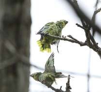 Image of Amazona autumnalis salvini (Salvadori 1891)