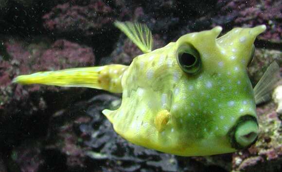 Image of Longhorn cowfish