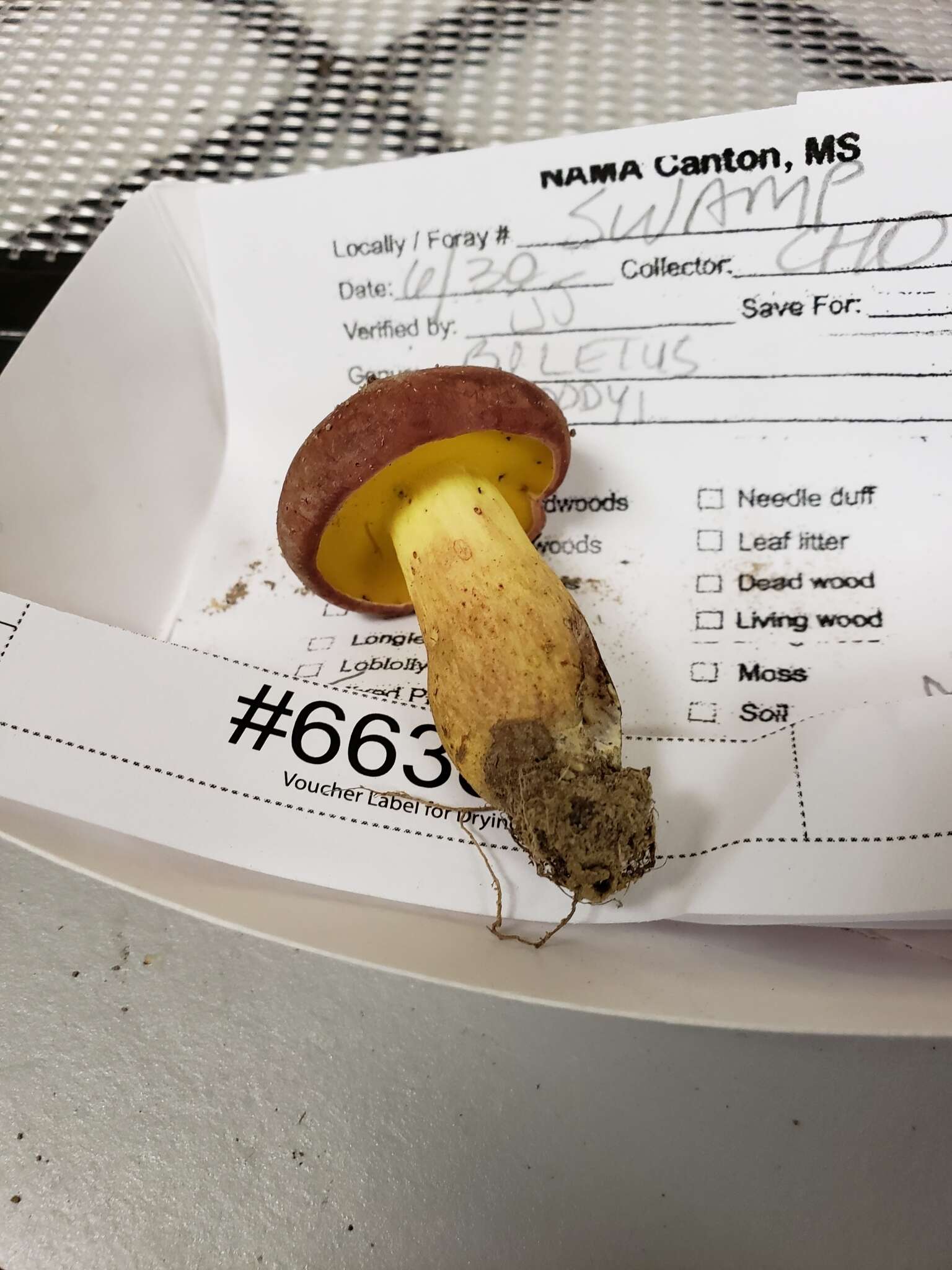 Image of Boletus roodyi B. Ortiz, D. P. Lewis & Both 2009