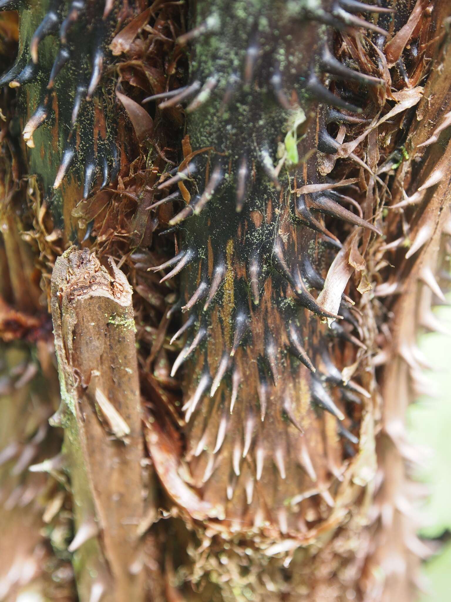 Cyathea multiflora Sm. resmi