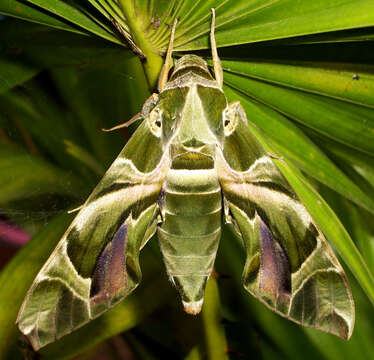 Daphnis nerii (Linnaeus 1758) resmi