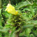 Imagem de Costus villosissimus Jacq.