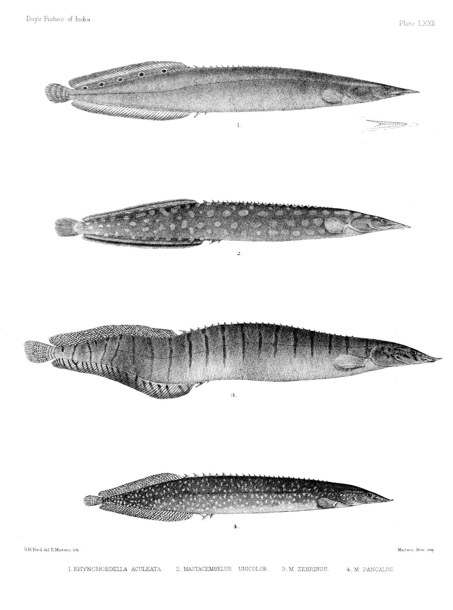 Image of freshwater spiny eels