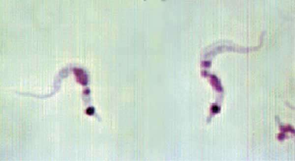 Image of Trypanosoma subgen. Schizotrypanum