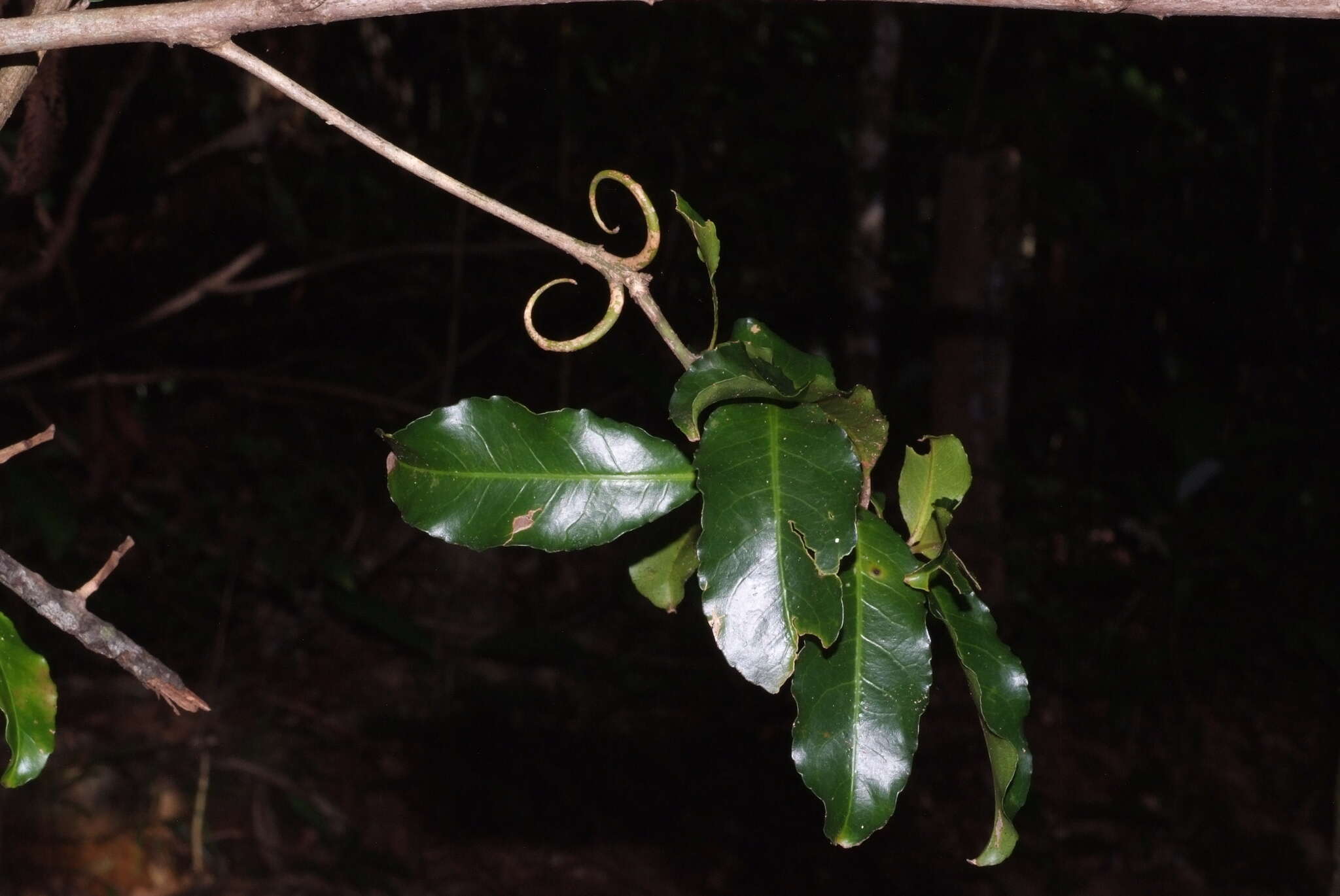 Plancia ëd Durandea jenkinsii Stapf