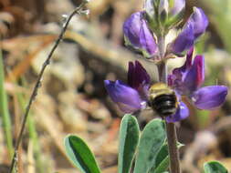 Image of Eucera frater albopilosa (Fowler 1899)