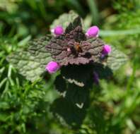 Image of purple archangel