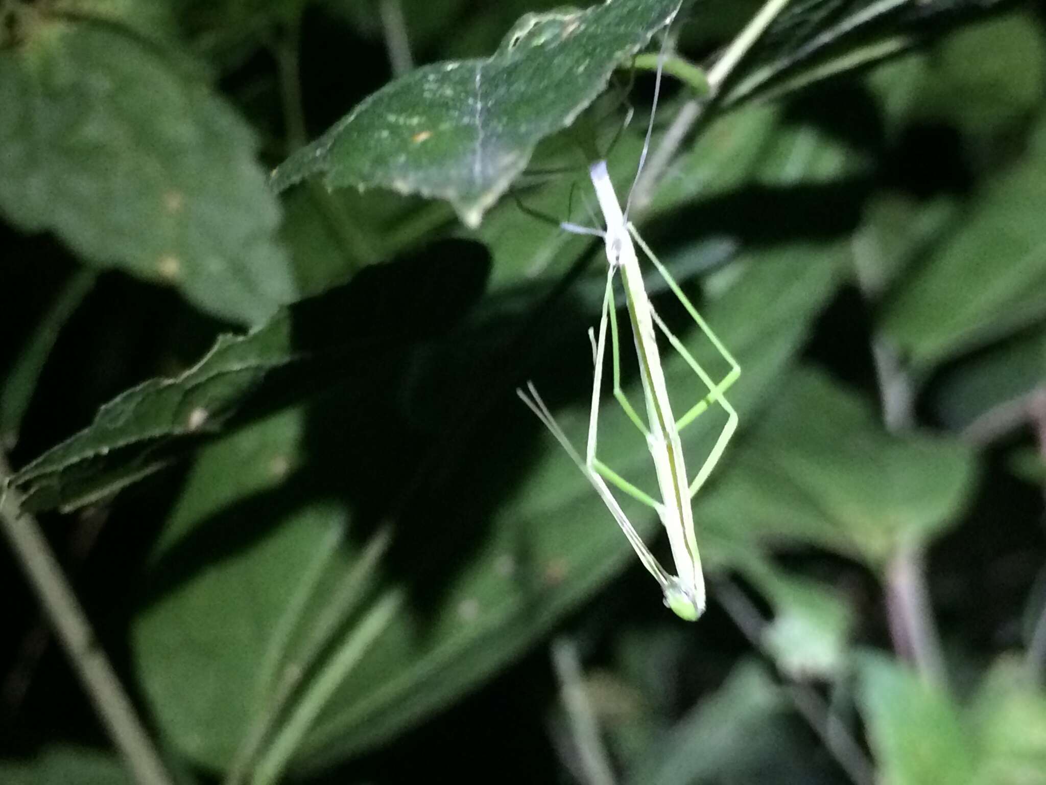 Image of Tamaulipan Walkingstick