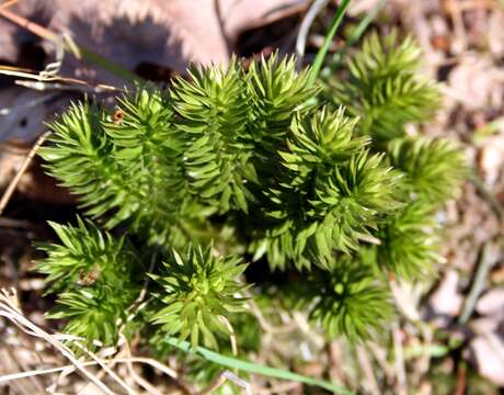 Image of Fir Club Moss