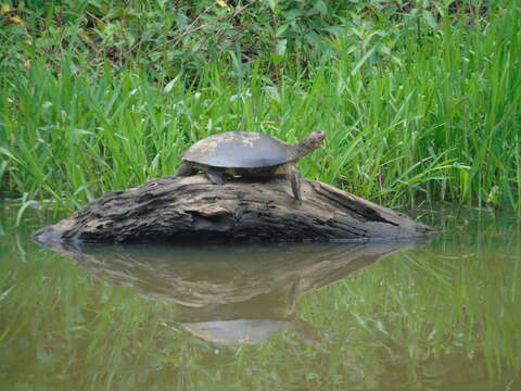 Image of Llanos Sideneck Turtle