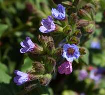 Image of Lungwort