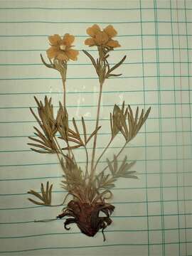 Image of twoflower cinquefoil