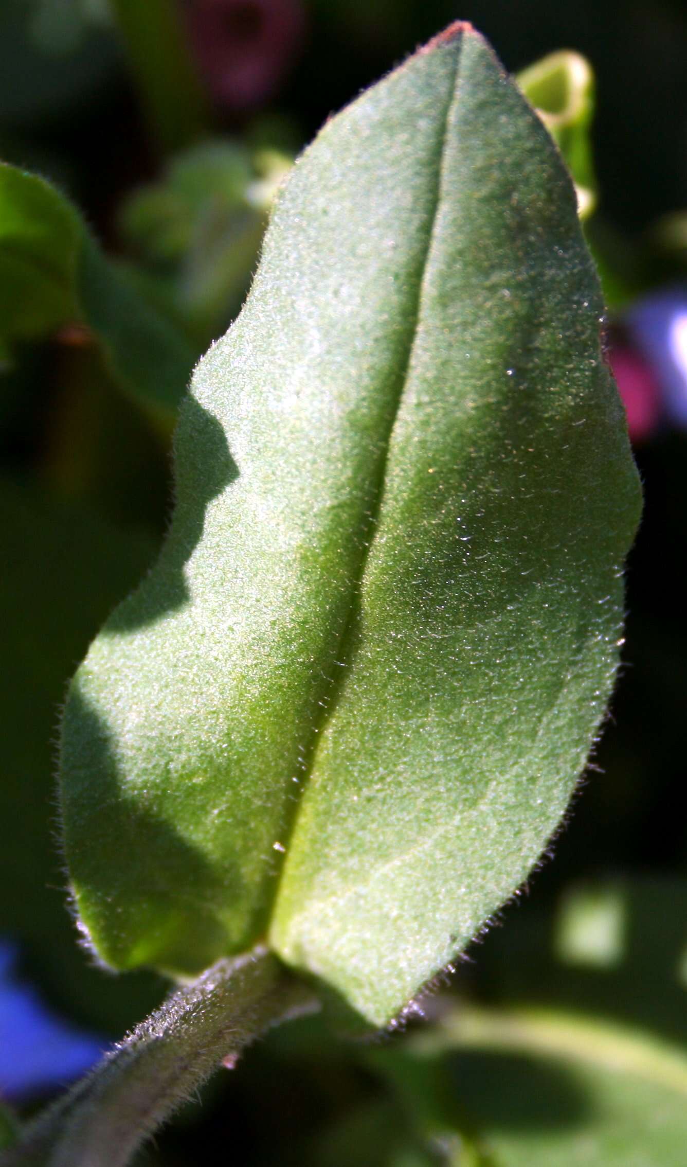 Image of Pulmonaria obscura Dumort.