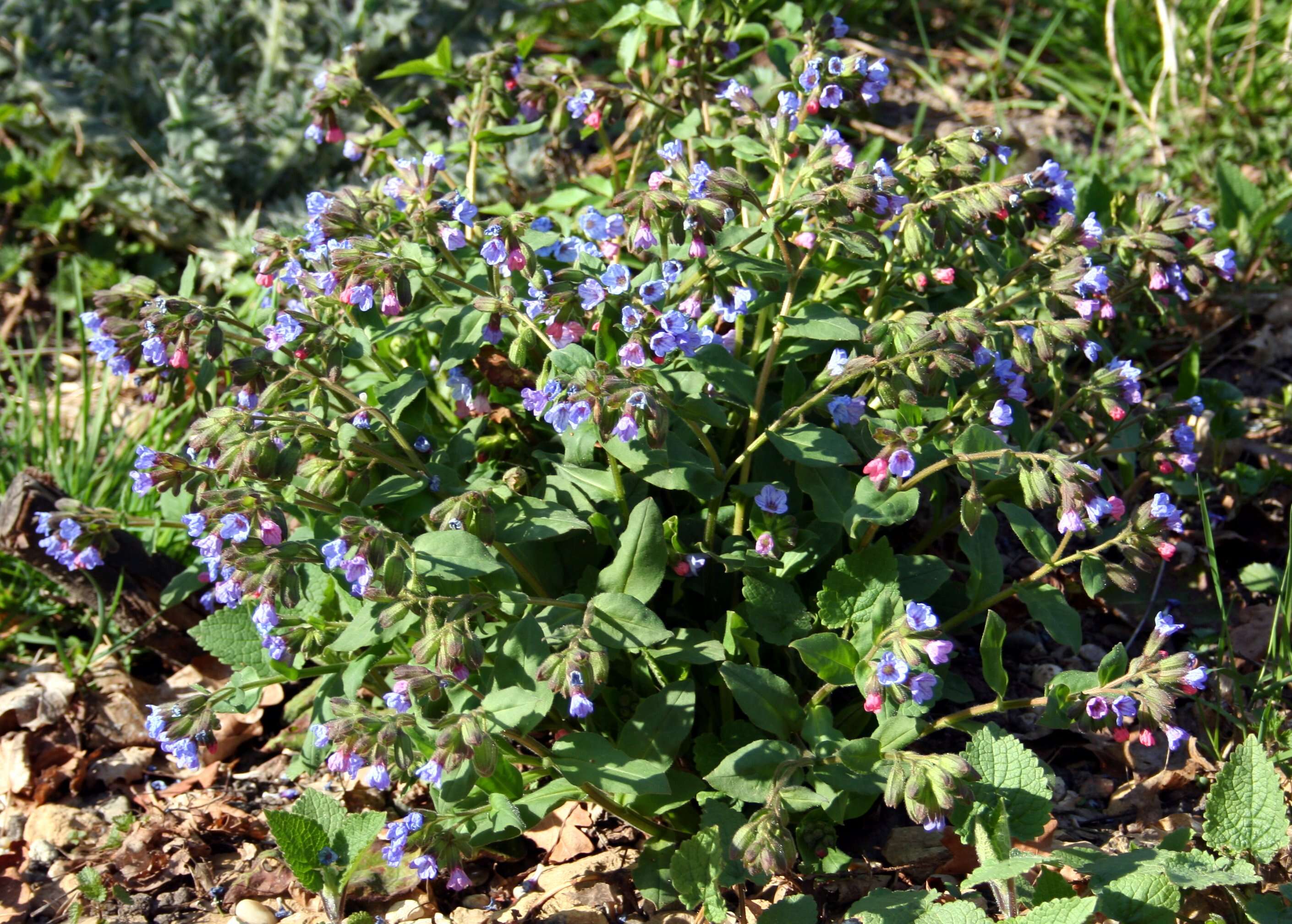 Image of Pulmonaria obscura Dumort.