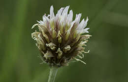 Image of longstalk clover