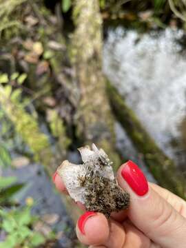 Image of Bluish dog-lichen;   Degen's felt lichen