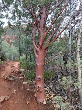 Image de Cupressus arizonica var. glabra (Sudw.) Little