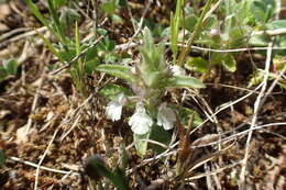 Sivun Sideritis romana L. kuva